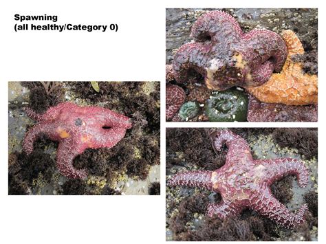 Sea Star Wasting Syndrome Marine