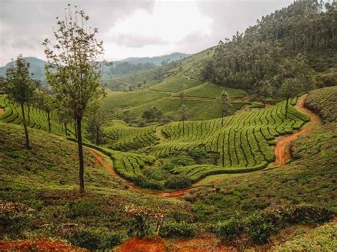 20 Things To Do In Munnar Kerala The Ultimate Munnar Travel Guide