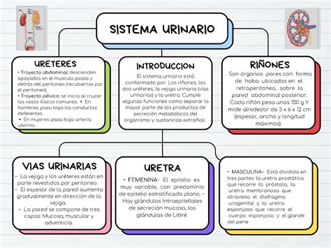 Mapa Del Sistema Urinario