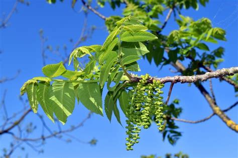 Premium Photo | Flowers and leaves of eastern american black walnut juglans nigra