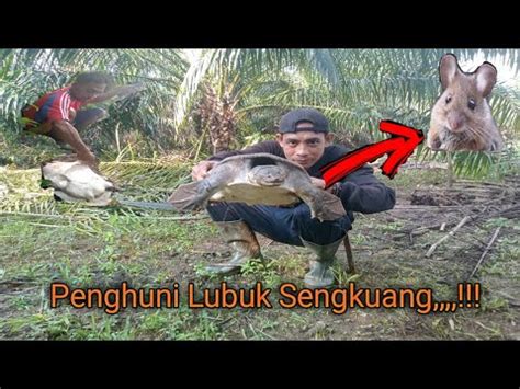 Sungai Ini Surganya Para Bulus Kuya Lelabi YouTube