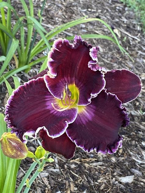 Daylily Hemerocallis Rips Royal Purple In The Daylilies Database