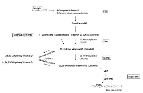 Schematic Representation Of Classic Vitamin D Metabolism And Signaling