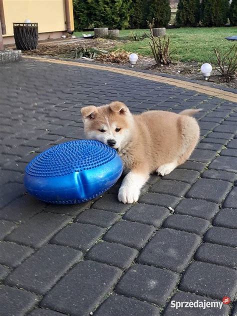 Śliczne Szczeniaki Akita Inu GOTOWE DO ODBIORU Sochaczew Sprzedajemy pl