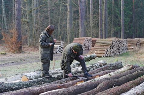 Nowe zasady sprzedaży drewna stabilizują ceny i ograniczają wywóz