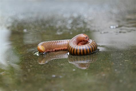 Millipede Photos, Download The BEST Free Millipede Stock Photos & HD Images