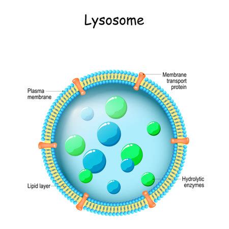 Vector of Lysosome. Anatomy of the - ID:162814161 - Royalty Free Image ...