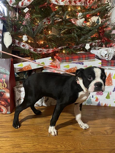 Dog for Adoption - Baxter/ ADOPTED, a Boston Terrier in Henderson, KY