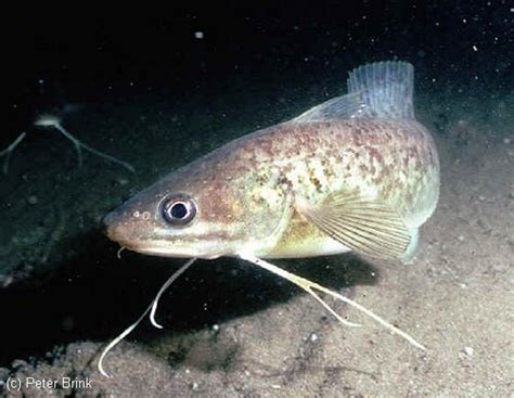 Red Hake Ling And Silver Hake Whiting New Jersey Scuba Diving