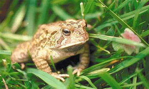 Common Toad - Facts, Information & Pictures