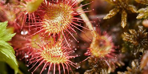 Carnivorous Plants 101: A Guide to Care and Species