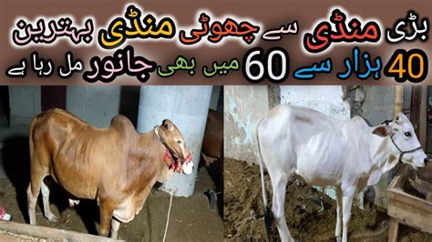 Low Budget Latest Mandi Rates Cow Mandi 2022 Buying Selling 40K