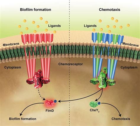 Cross Talk Between Chemosensory Pathways That Modulate Chemotaxis And