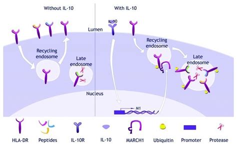 Post Translational Regulation Of Mhc Class Ii Trafficking From The