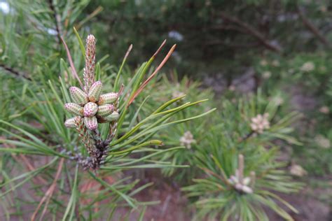 Maryland Biodiversity Project Virginia Pine Pinus Virginiana