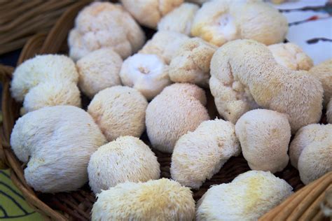 Tennessee Guide To Mushrooms Varieties Nutritional Value And More