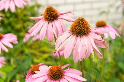 Beautiful Daisies Growing In The Garden Gardening Concept Close Up