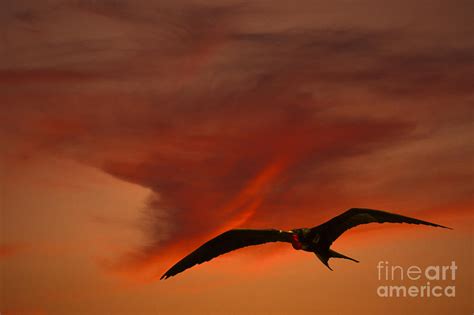 Frigate Bird Photograph By Ron Sanford Fine Art America