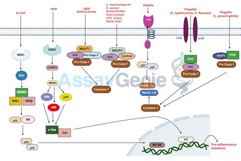 Nod Like Receptor Signaling Pathway A Keystone In Innate Immunity Assay Genie