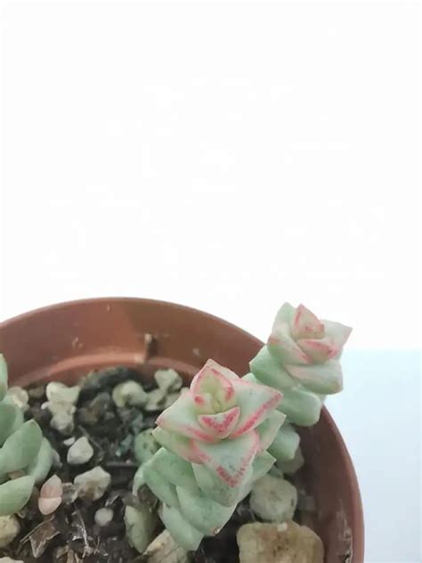 Crassula Rupestris F Minor Variegata Siracactus Succulente Vendita Online