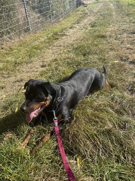 Rottweiler H Ndin In Wonsheim Rheinland Pfalz Snautz De