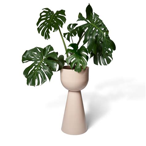 New Grande Vera - Lightly