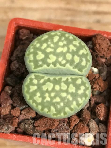 SHPR6447 Lithops Julii Ssp Fulleri V Fulleri Fullergreen C056A 25