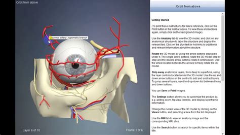 Lacrimal Artery Zygomatic Branch Arteries Of Head And Neck 3d