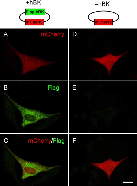 Hl 1 Cell Immunofluorescence Examples Of Hl 1 Cells Transfected With Download Scientific