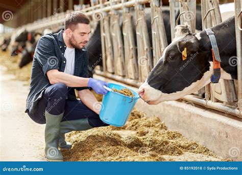 Man With Cows And Bucket In Cowshed On Dairy Farm Stock Photo Image