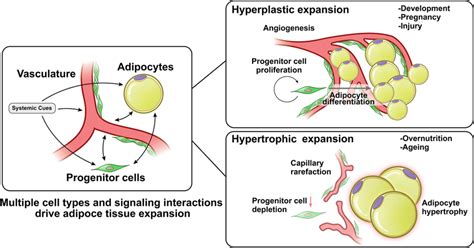 Modes Of Adipose Tissue Expansion Adipose Tissue Expansion Involves