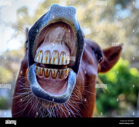 Close Up Hi Res Stock Photography And Images Alamy