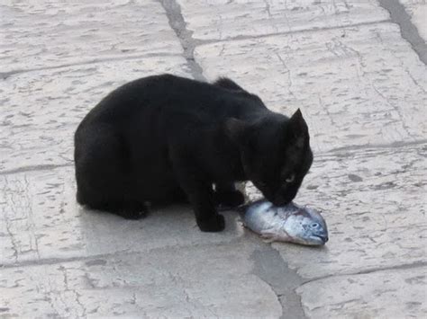 A Day In Rovinj A Lively Fishing Port In Croatia Traveling Cats