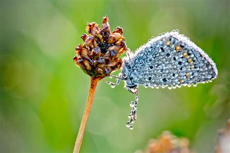 Macrofotografia Insetti Come Non Li Avete Mai Visti