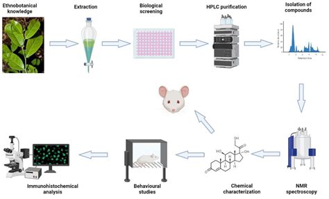 From The Bush To The Brain Preclinical Stages Of Ethnobotanical Anti