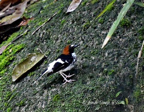 Amar Singh Hss On Twitter Chestnut Naped Forktail Enicurus