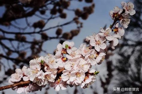 杏花詩詞精選三十七首 春色滿園關不住，一枝紅杏出牆來 每日頭條