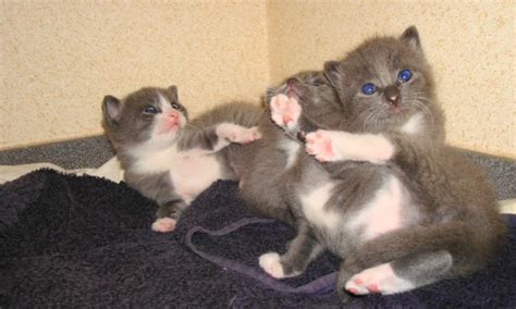 Playing Kittens. Free Stock Photo - Public Domain Pictures