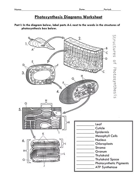 Photosynthesis Diagrams Worksheet PDF Form FormsPal