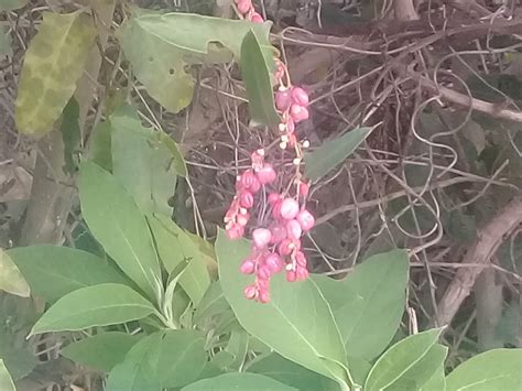 Maidenhair Vine From Puerto Madero Caba Argentina On June At