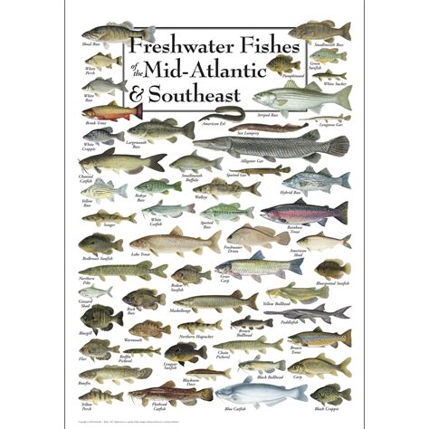 Atlantic Fish Species Chart