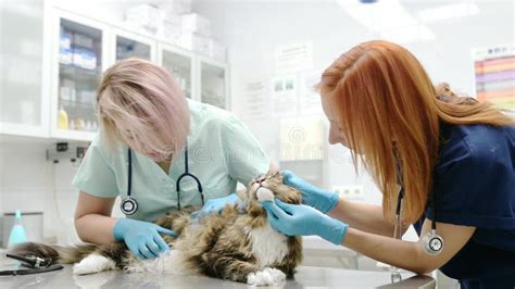 Two Professional Veterinarians Examining A Maine Coon Cat At A