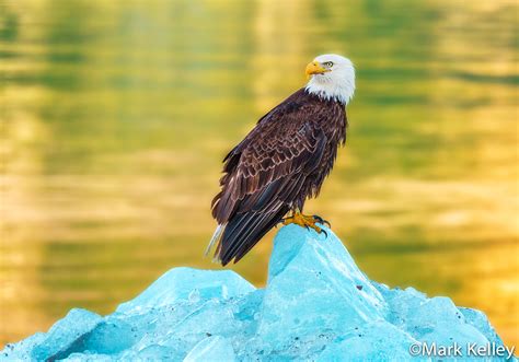 Bald Eagle Glacier Bay National Park Alaska 3421 Mark Kelley