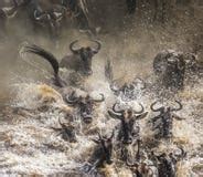 Masai Mara River Crossing Stock Photography - Image: 24934752