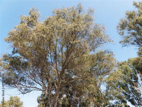 Eucalyptus globulus | Southern blue gum, on of largest tree in the blue ...