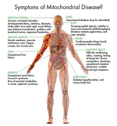 What is Mitochondrial Disease - Mito Foundation