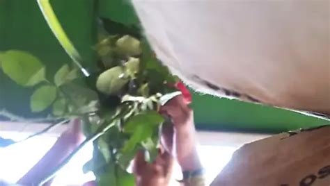 Free Frontal Porn Videos XHamster