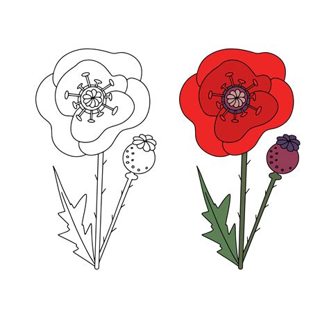 Coloring hand drawn line drawing of a poppy and color poppy for example. Vector natural elements ...