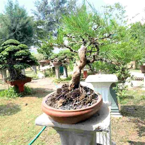 Bonsai Cemara Udang Ukuran Medium Lazada Indonesia