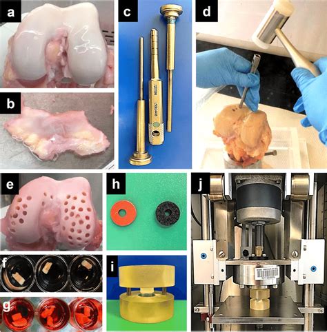 Ag Human Cadaveric Knees A And Synovial Joint Capsule Tissue B